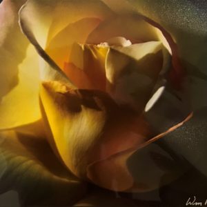 'Beautiful Peace Rose' Photograph Print - William Fox