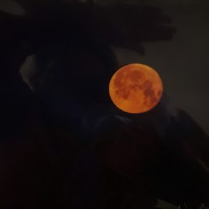 'Yellow Moon' Photograph- William Fox