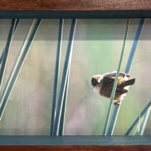 'Marsh Wren' Metal Photo - Nan Sincero