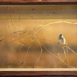'Song Sparrow' Metal Photo - Nan Sincero
